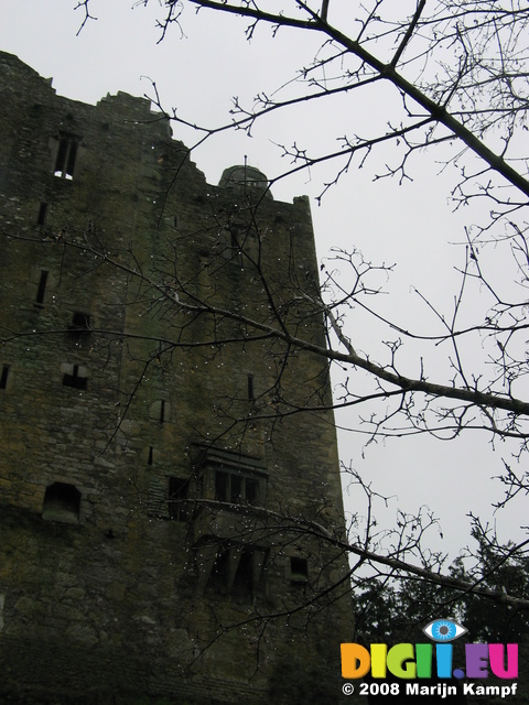 24797 Blarney Castle Drops on branch